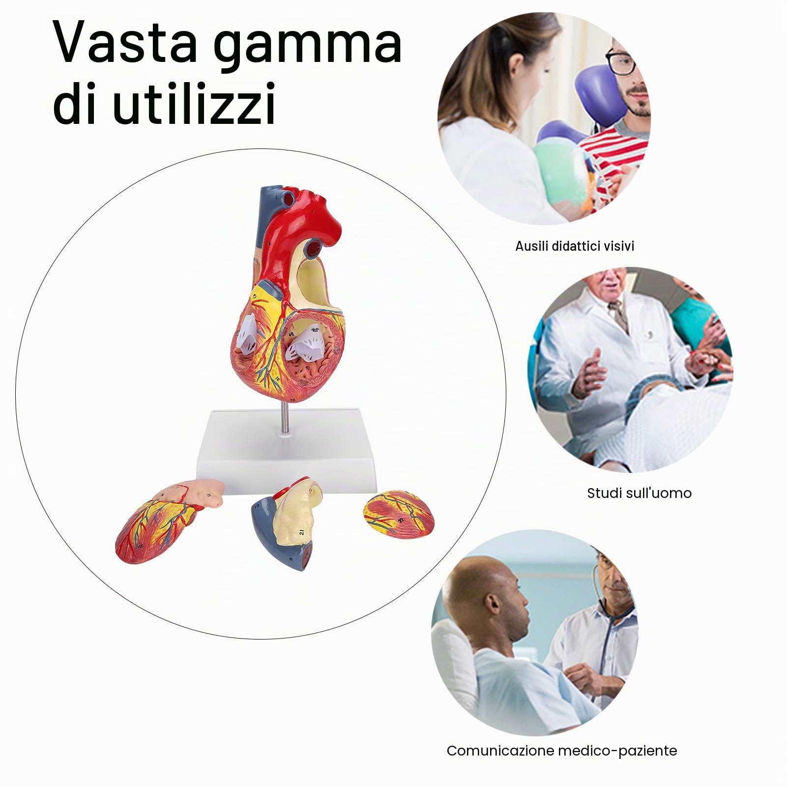 Brrnoo Modello di Cuore Umano Anatomico con 48 Strutture Interne Staccabili Numerate, in 2 Parti e 3 Pezzi Rimovibili, per Insegnamento Medico e Uso Pedagogico Accurato