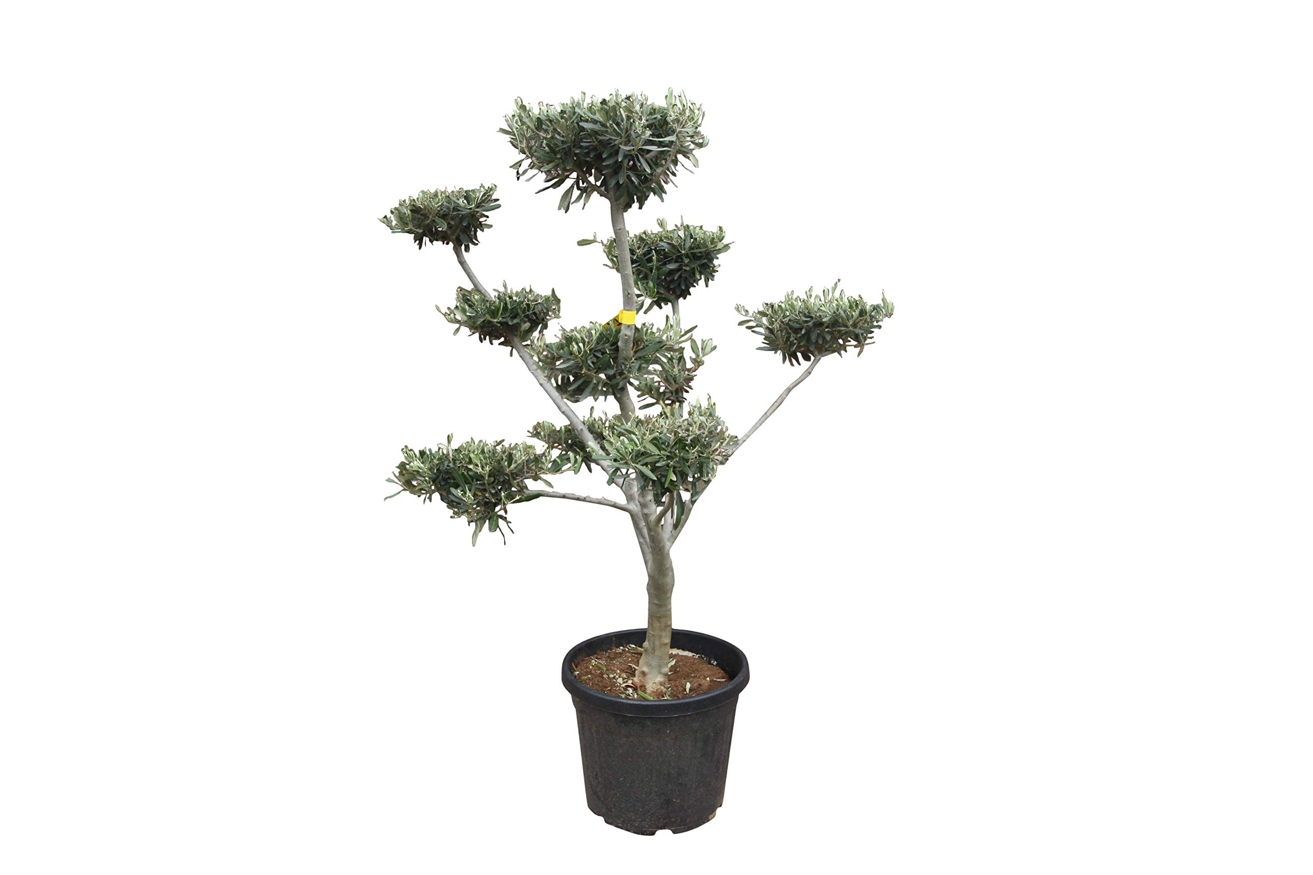 Tropictrees - Olivenbaum - Pon Pon - stammumfang 16-20 cm - Bonsai :  Amazon.de: Garten