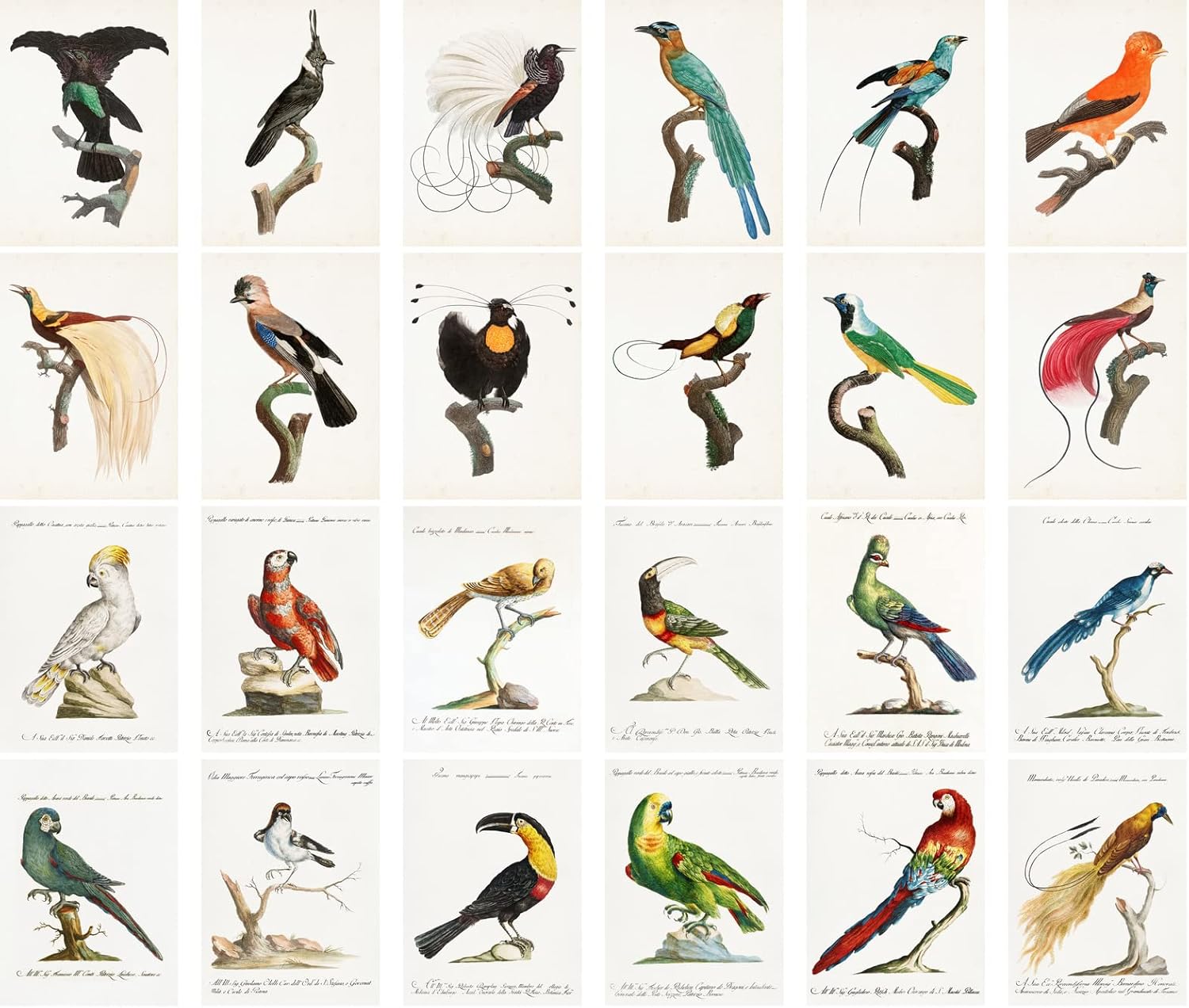 PIXILUV Vintage Postcards (24 pcs 4"x6" each) Fantastic Birds and Parrots Vintage Book Notecards Retro Greeting Card Reprint - Image 2