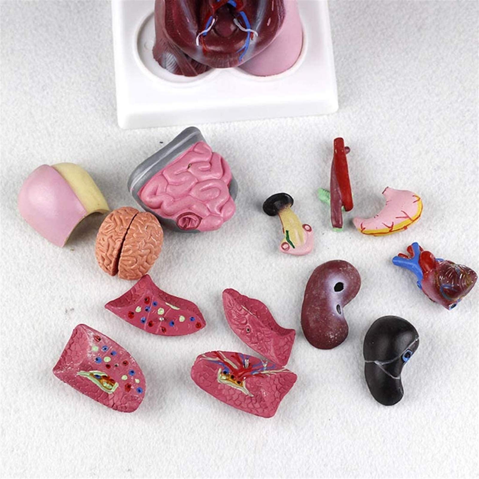 Model studyjny 28CM Mini Model anatomiczny tułowia Model anatomiczny do nauki w klasie Wyświetlacz Model medyczny, modele medyczne i materiały edukacyjne
