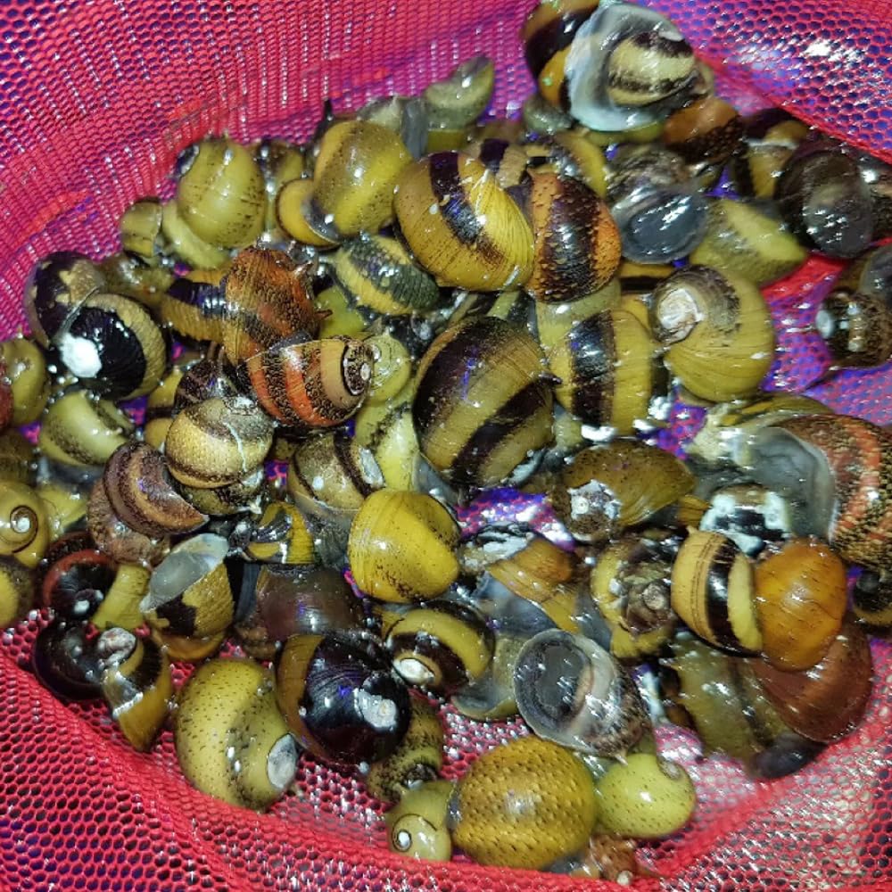 CWP 10x DAMAGED SHELLS ZEBRA THORN NERITE SNAIL CLITHON DIADEMA ALGAE EATER AQUARIUM