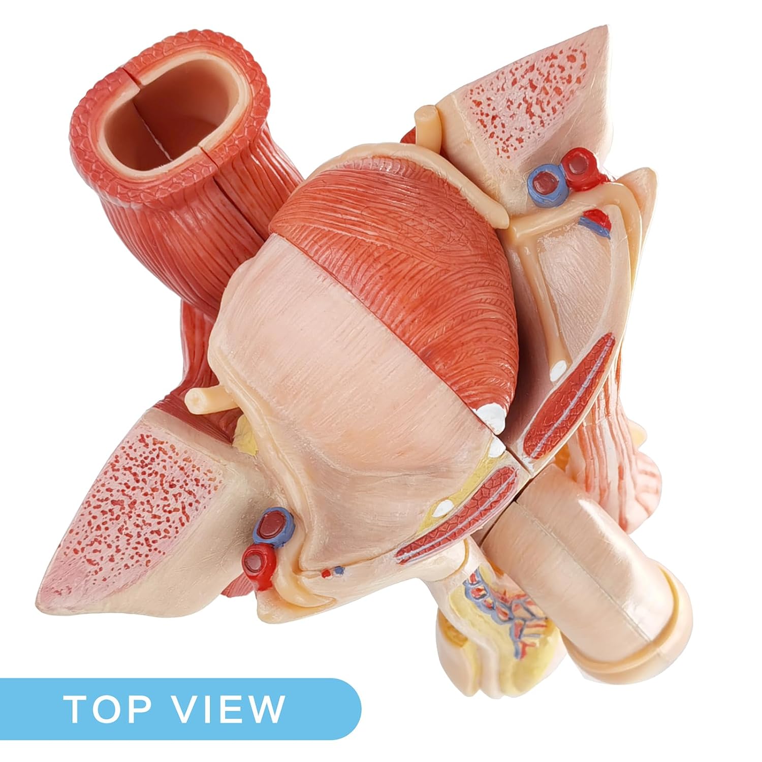Human Male Genitalia Anatomical Model, Life-Size 7 Parts Male Genital System Anatomical Model with Colorful Manual for Medical Science Education Study or Teaching
