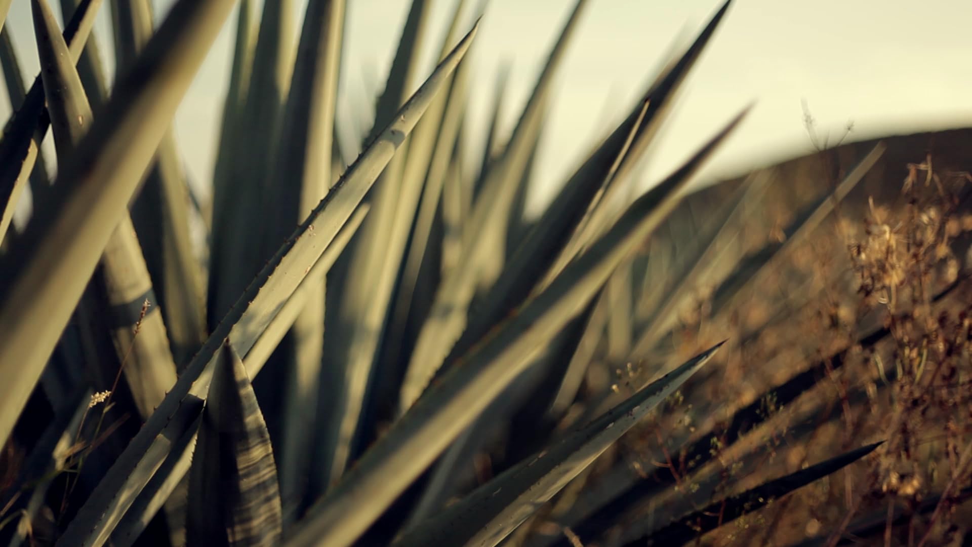 Tequila Arette Reposado 0,7L (38% Vol.)