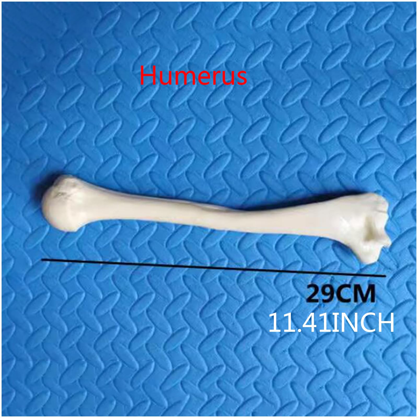 Modello di Scheletro Umano a grandezza Naturale Replica dello Scheletro di Anatomia Medica per Lo Studio dell'anatomia dello Scheletro Umano,Humerus