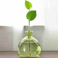 Vaso Per Semi Di Avocado In Vetro - Kit Coltivazione, Design Trasparente, Regalo Green - Foto 2
