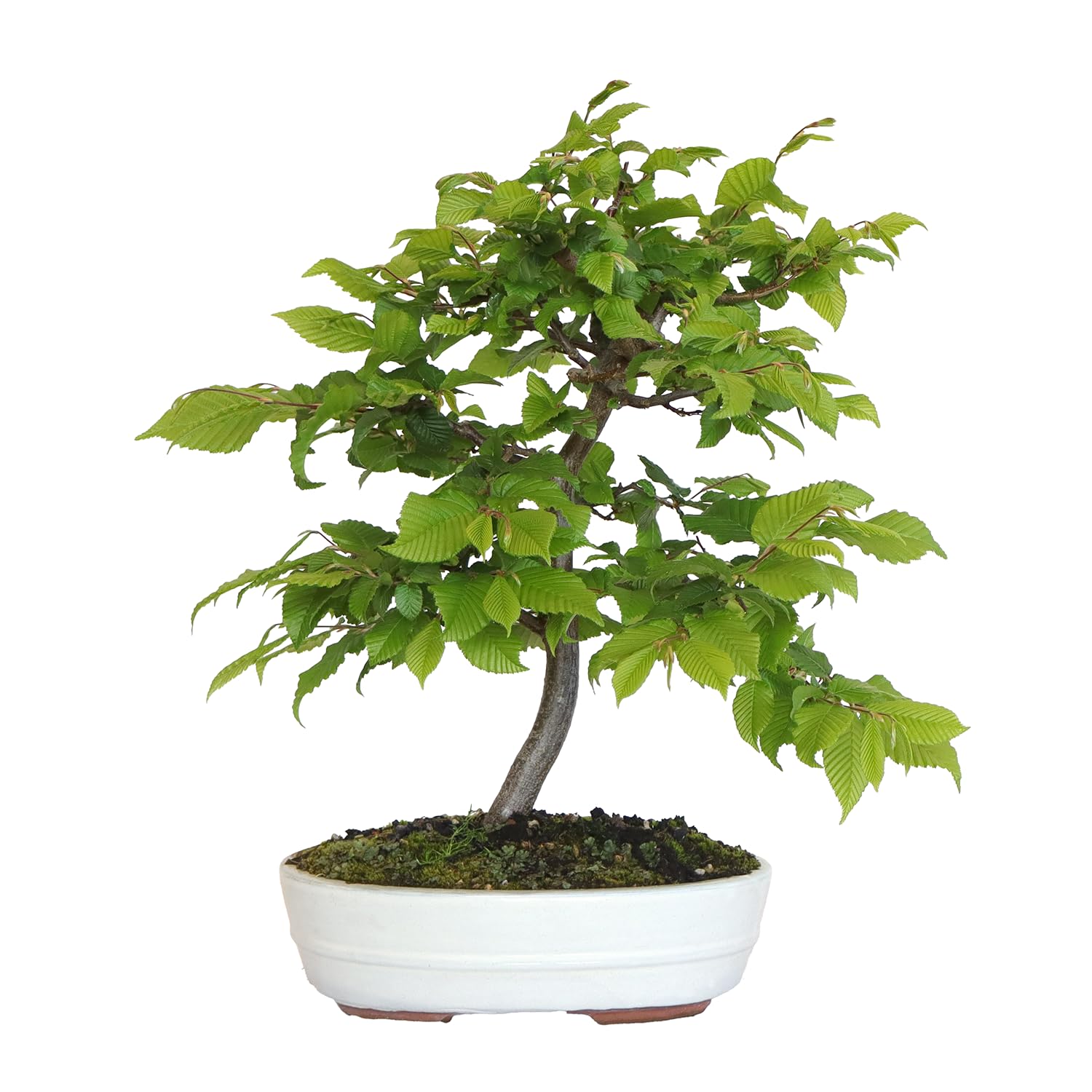 KENTIS - Hainbuche Bonsai - Carpinus Betulus - Echte Zierpflanzen Für Draußen - Garten Balkon Terrasse - H 45/55 cm Ø 26 cm