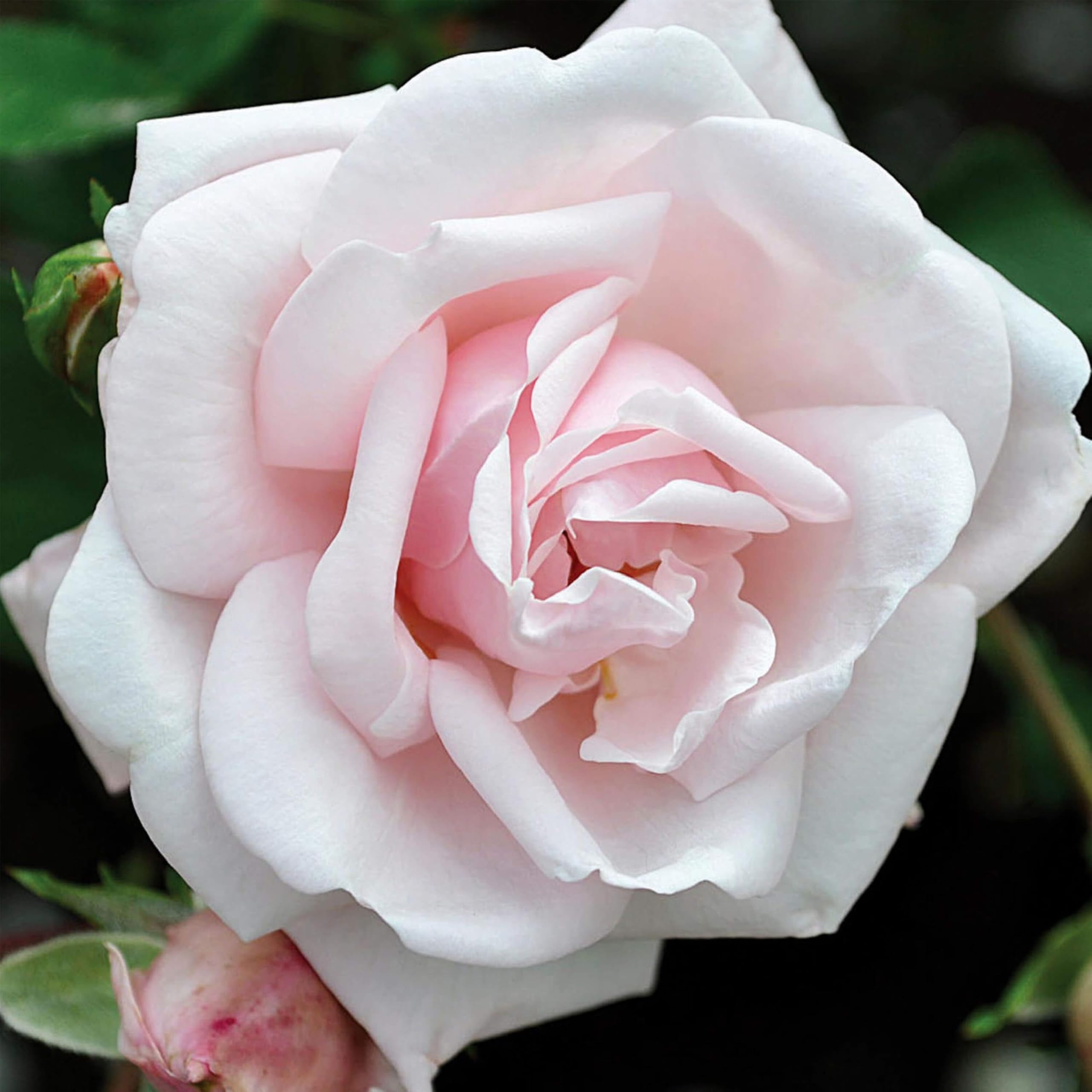 Heirloom Climbing Roses New Dawn