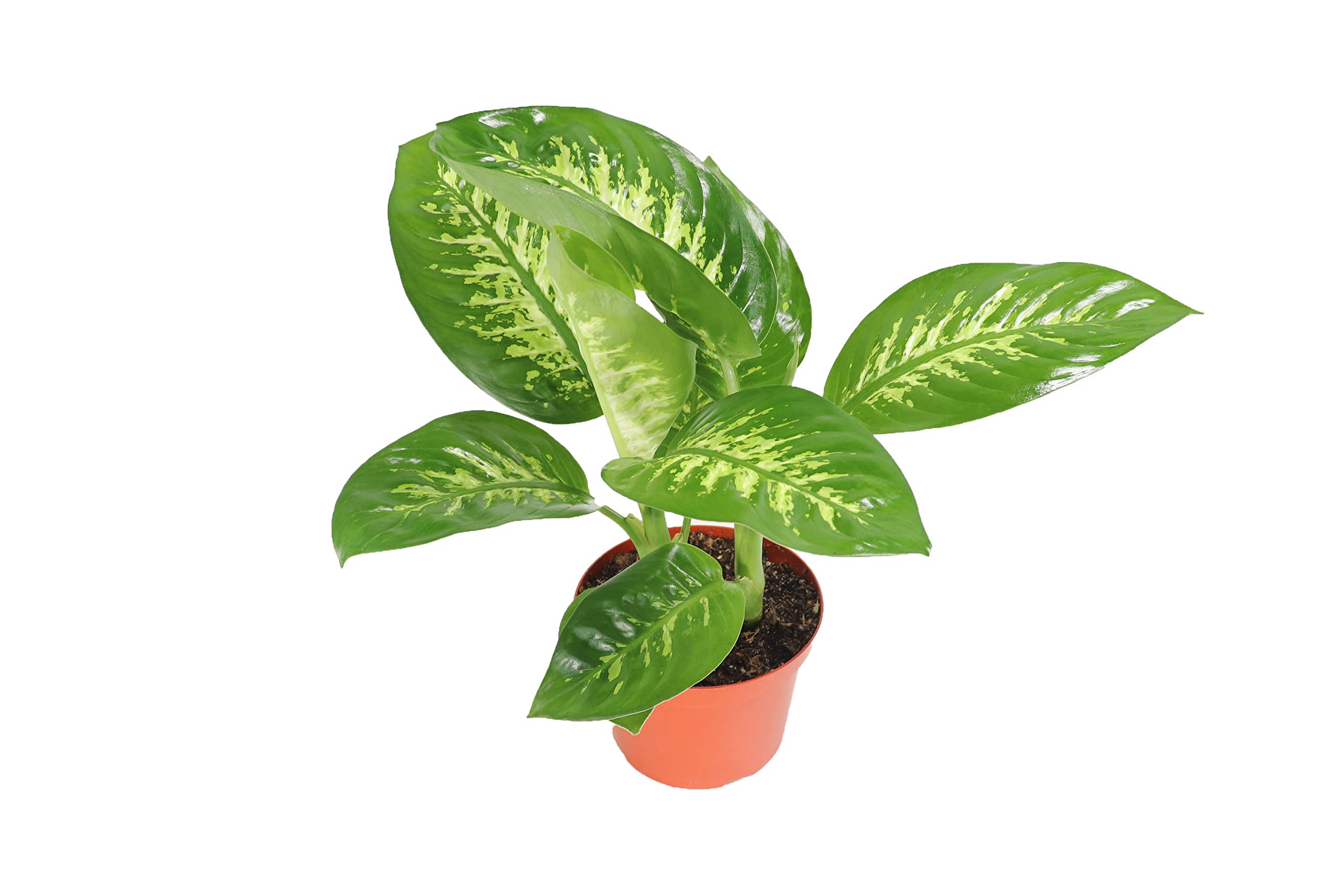 California Tropicals Dieffenbachia Compacta (Tropical Snow or Alfredo) - 8'' Pot