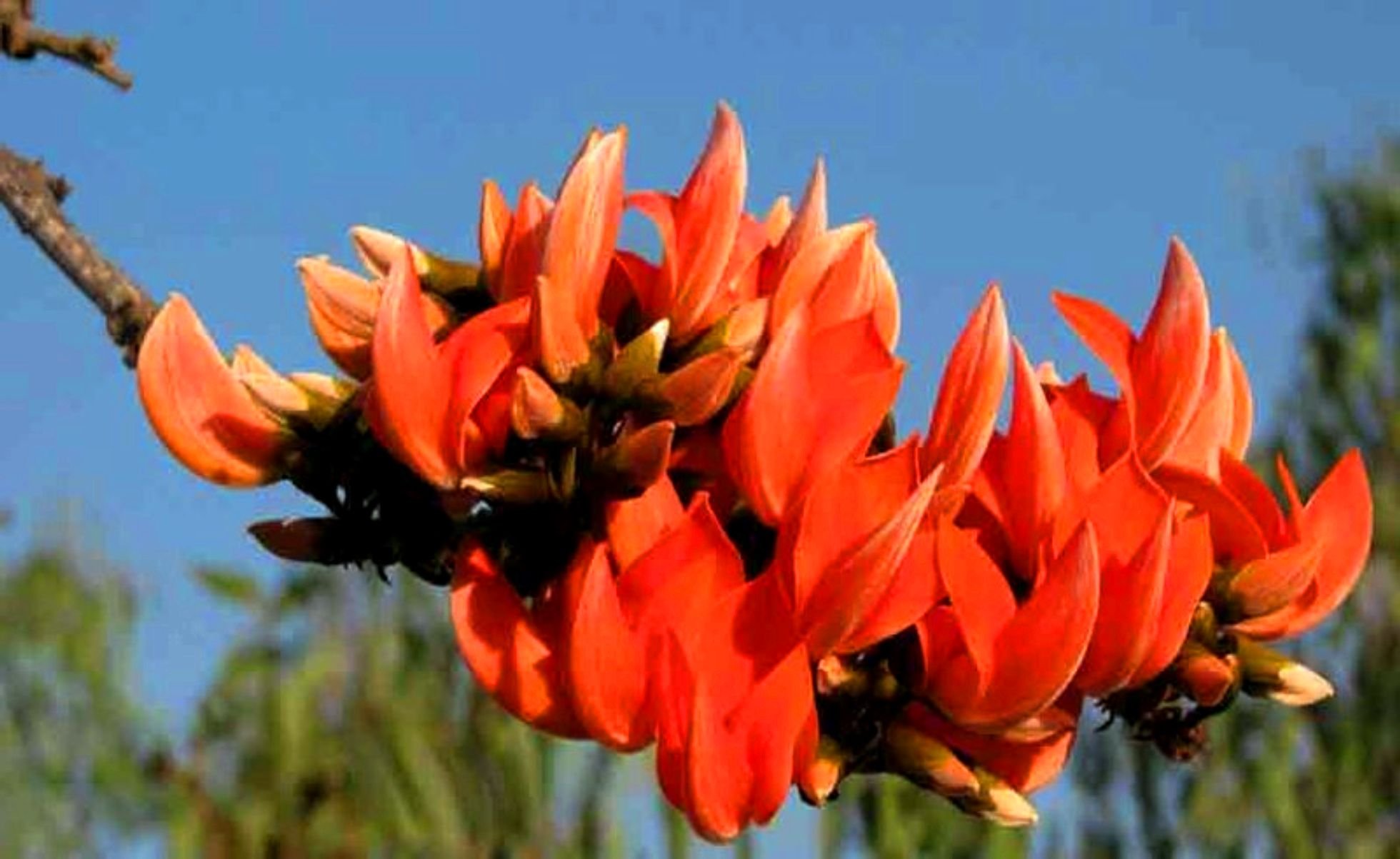 Seedstores : Precious Butea Monosperma (Butea Frondosa) Brehma Vriksham, Chamatha, Palash or Flame of the forest Tree 6 Seeds for Growing (B00RGW35R0) Amazon Price History, Amazon Price Tracker