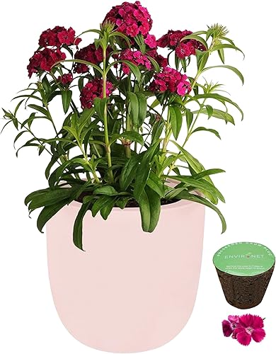 Kit de cultivo hidropónico, kit de inicio de jardín con riego automático con maceta de cerámica rosa y semillas (encaje floral Diahthus)