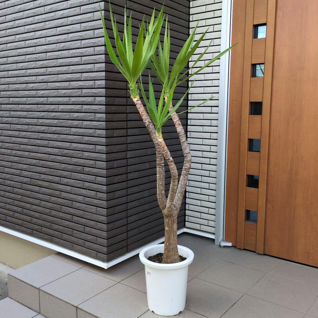 Amazon｜観葉植物 ユッカ エレファンティ 曲がり 青年の木 9号鉢