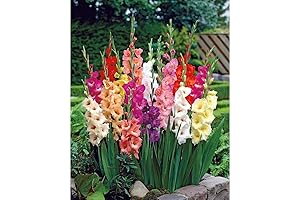 Colorwave Gladiolus Bulbs for Planting Outdoors - 25 Pack Pastel Mixed Flowers