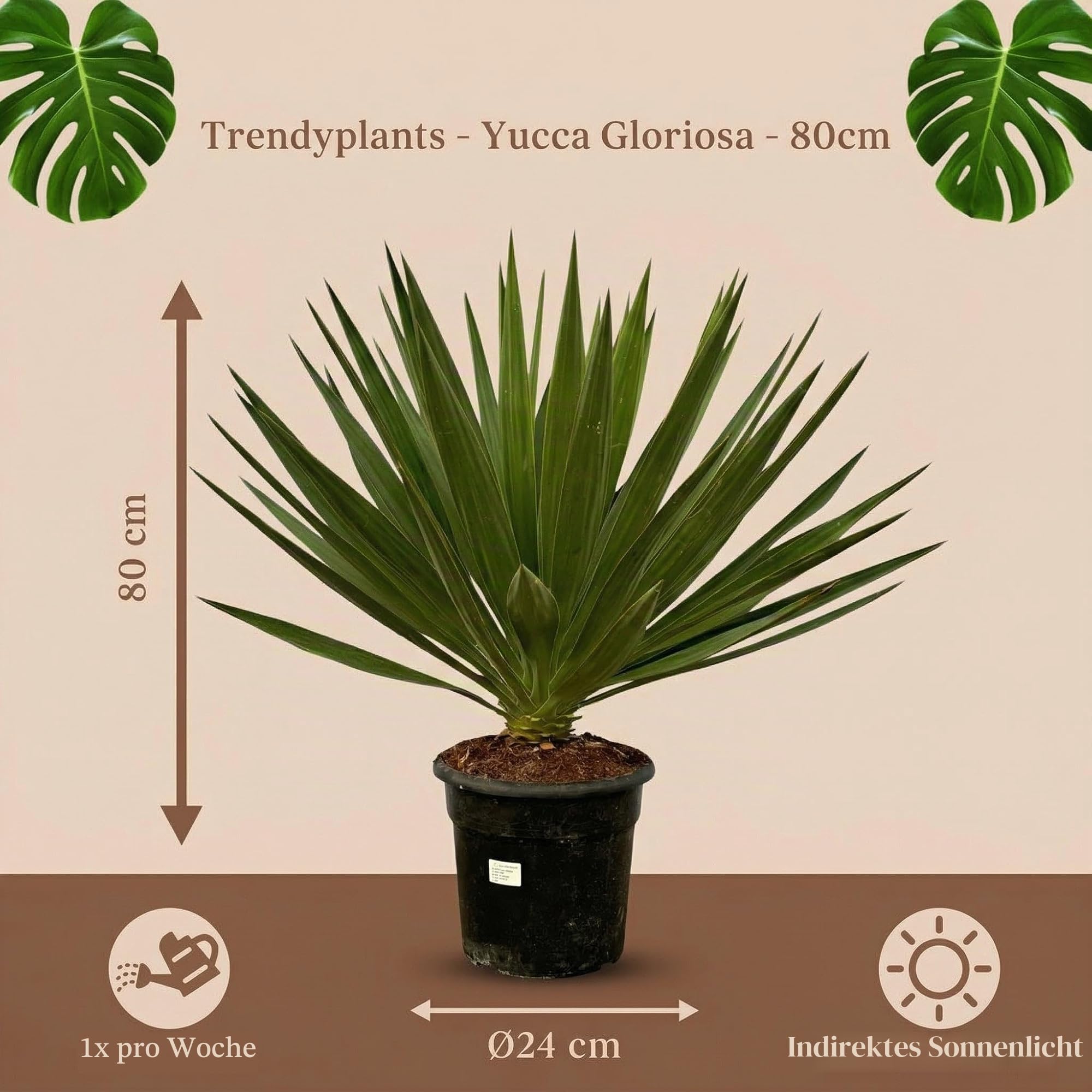 Trendyplants - Yucca Gloriosa - Gartenpflanze - Höhe 70-90 cm - Topfgröße Ø24cm