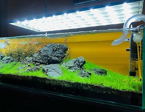 Miniatura 2 de Ammannia Gracillis - Planta de acuario vivo acuático - 100% libre de caracoles in Vitro Cup (Ammannia Gracillis)