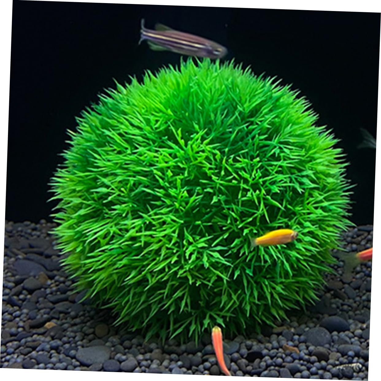 Ciieeo 8stücke Künstliche Wasserpflanzen Dekorationen Fake Aquatic Plants Für Aquarien Für Fischtanks Und Teiche Pflegeleicht Und Tierfreundlich
