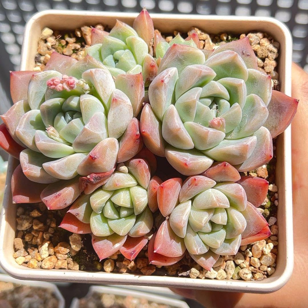 アルバビューティー 大群生 【公式通販】