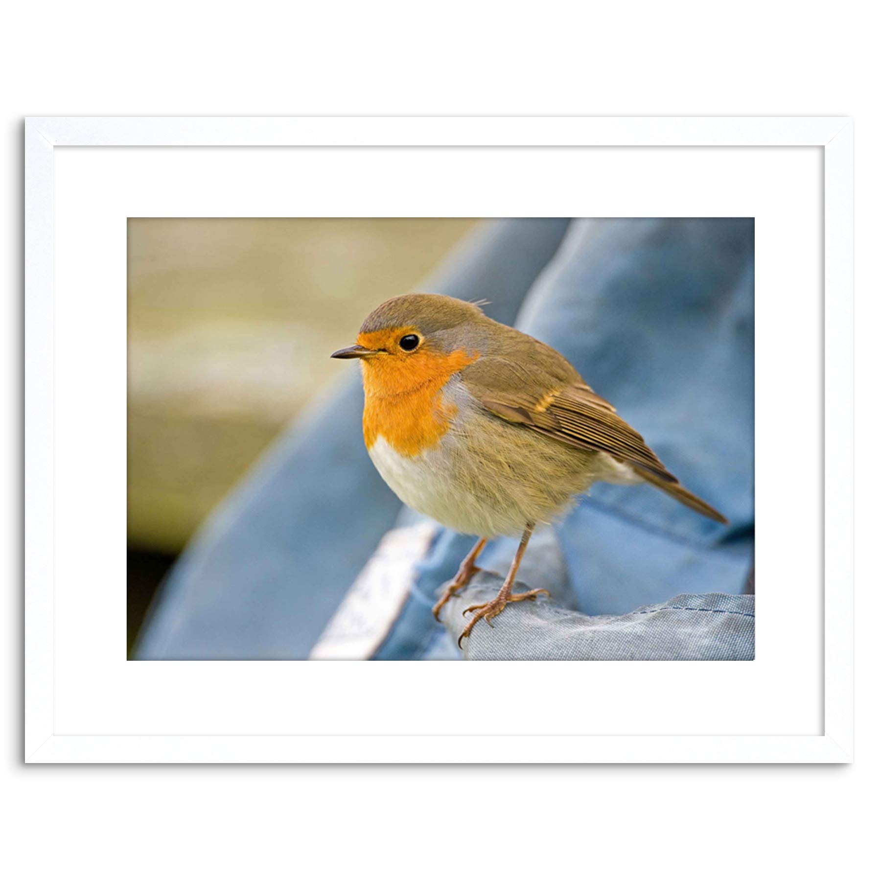 Wee Blue Coo Photo Nature Robin Bird Red Breast Framed Wall Art Print
