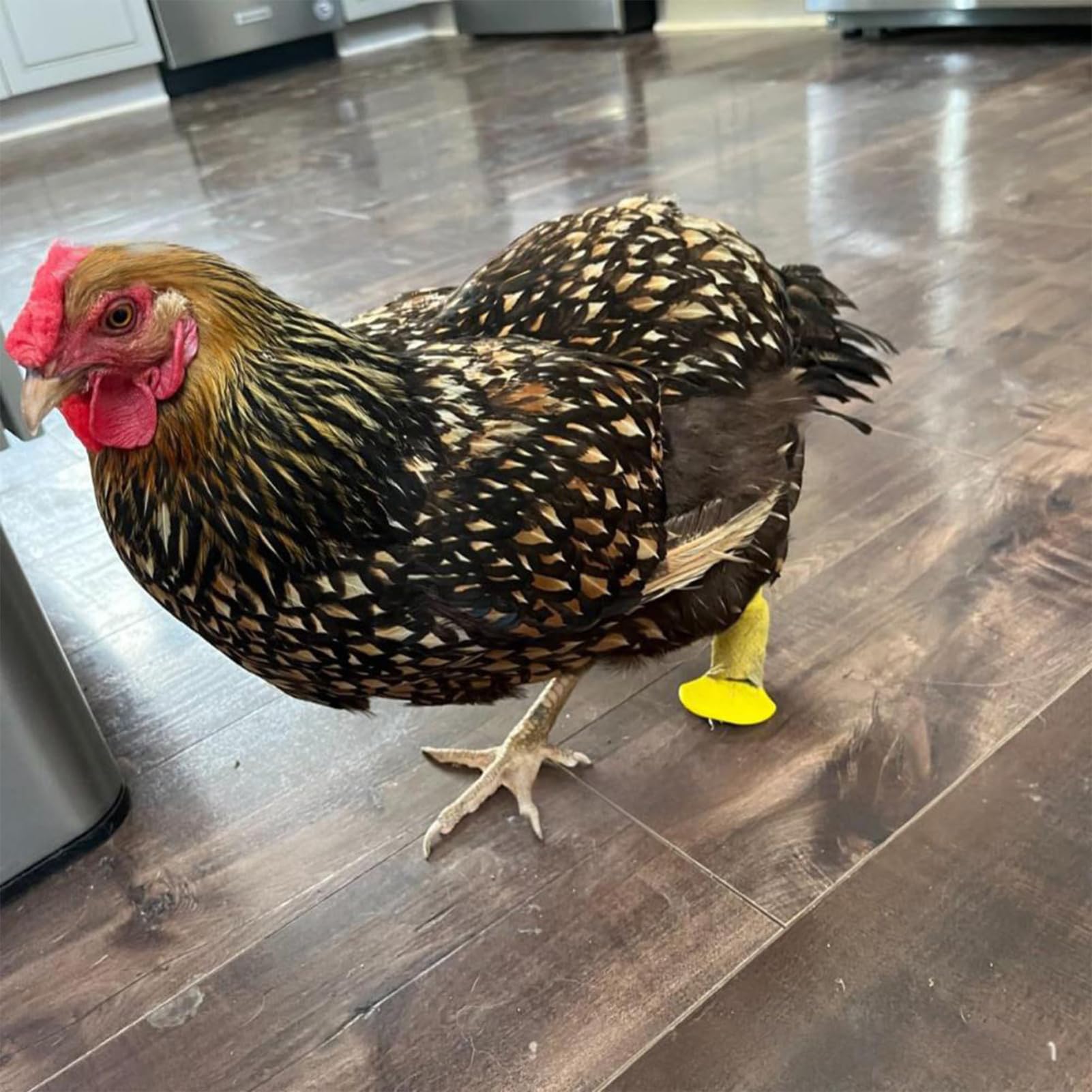 Attelle de fixation pour poules, canards et pattes d'oie - Attelle pour poules à différents stades de croissance - 10 bandes de soutien réglables pour coqs, pieds cassés, volailles, jeunes oiseaux