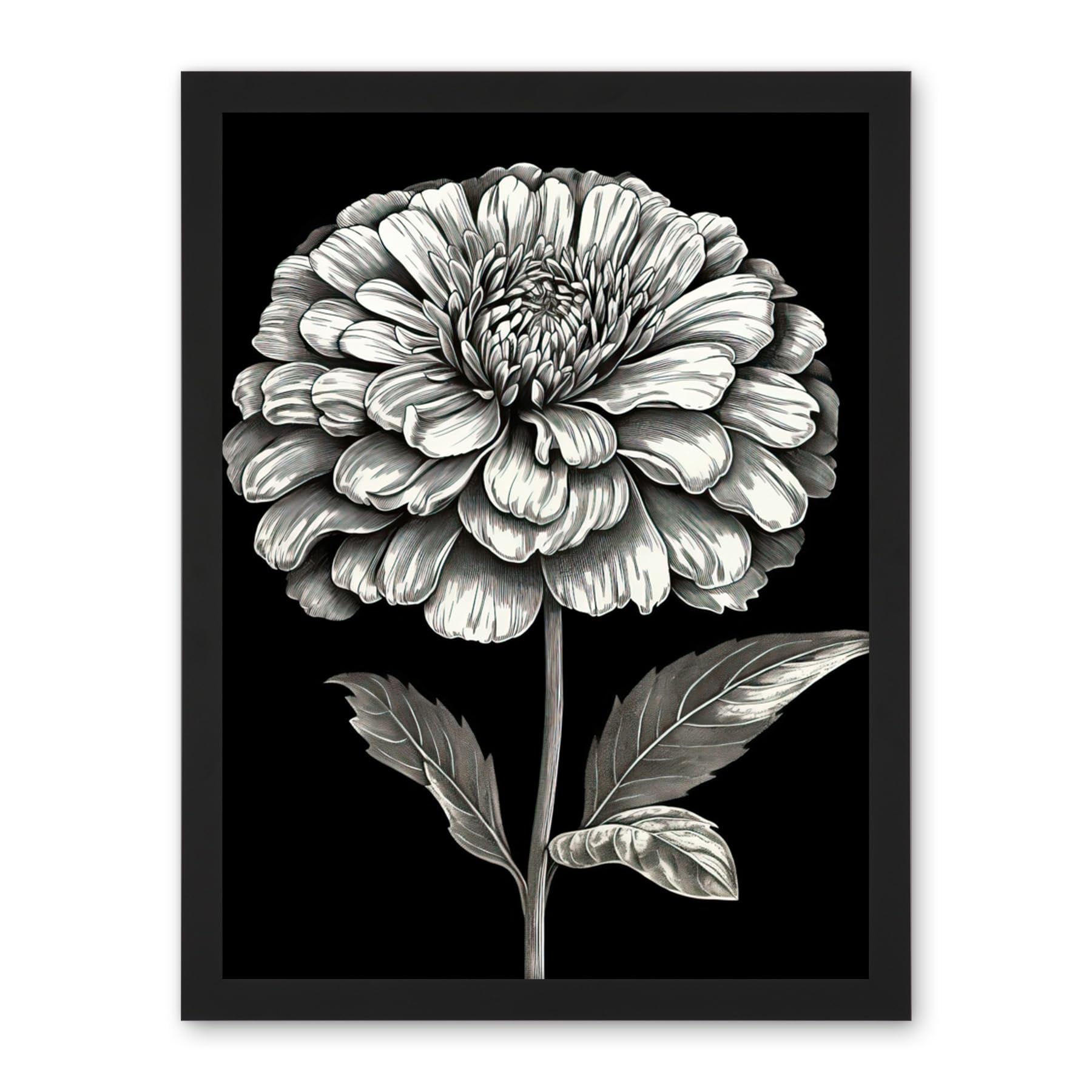 Artery8 Zinnia Flower Bloom Black and White Illustration Artwork Framed Wall Art Print 18X24 Inch