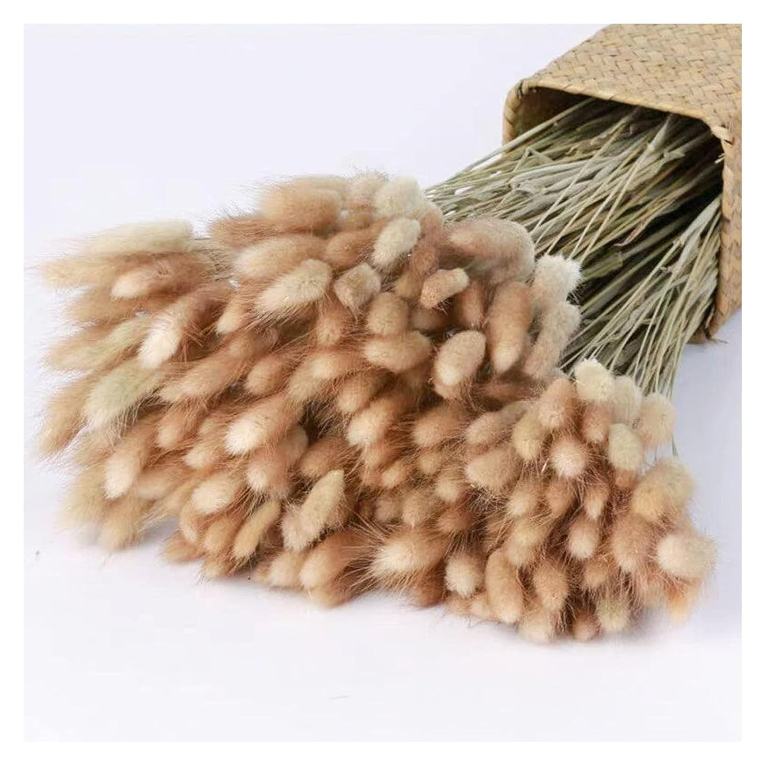 TIED RIBBONS Set of 50 Pcs Natural Dried Bunny Tail Pampas Grass Original Color Bunny Tail Pampas Boho Bouquet Artificial Flowers Décor for Table Vase Home Decoration Item (20 inch Length)