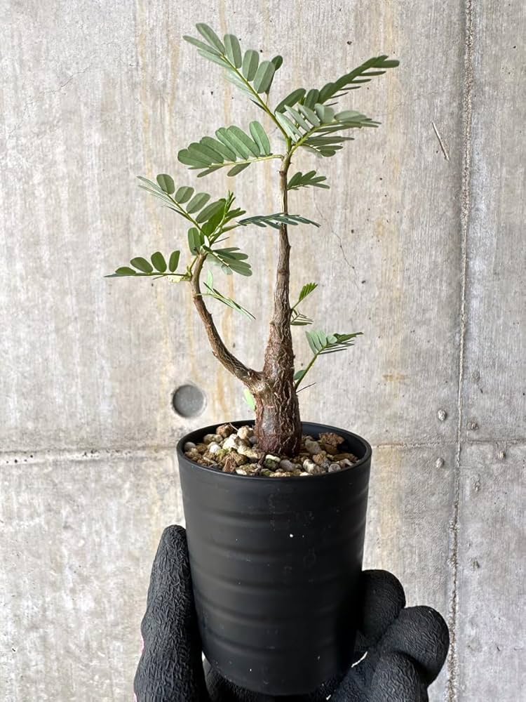 Amazon｜【現品限り】センナ・メリディオナリス 実生【H29