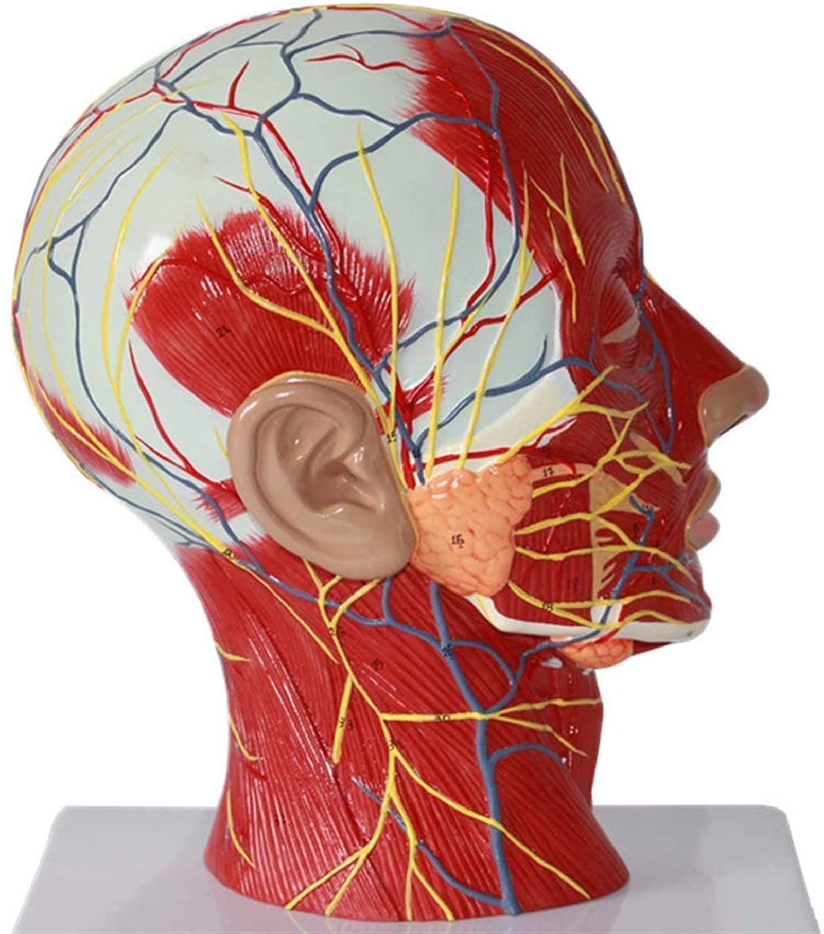 GTHTUHFD Anatomy Model, Human Skull Neck Model - Scientific Human - Sagittal Plane Ficial Muscle Nerve Model Musculoskeletal Human Teaching Model For Medical Demons Skeleton