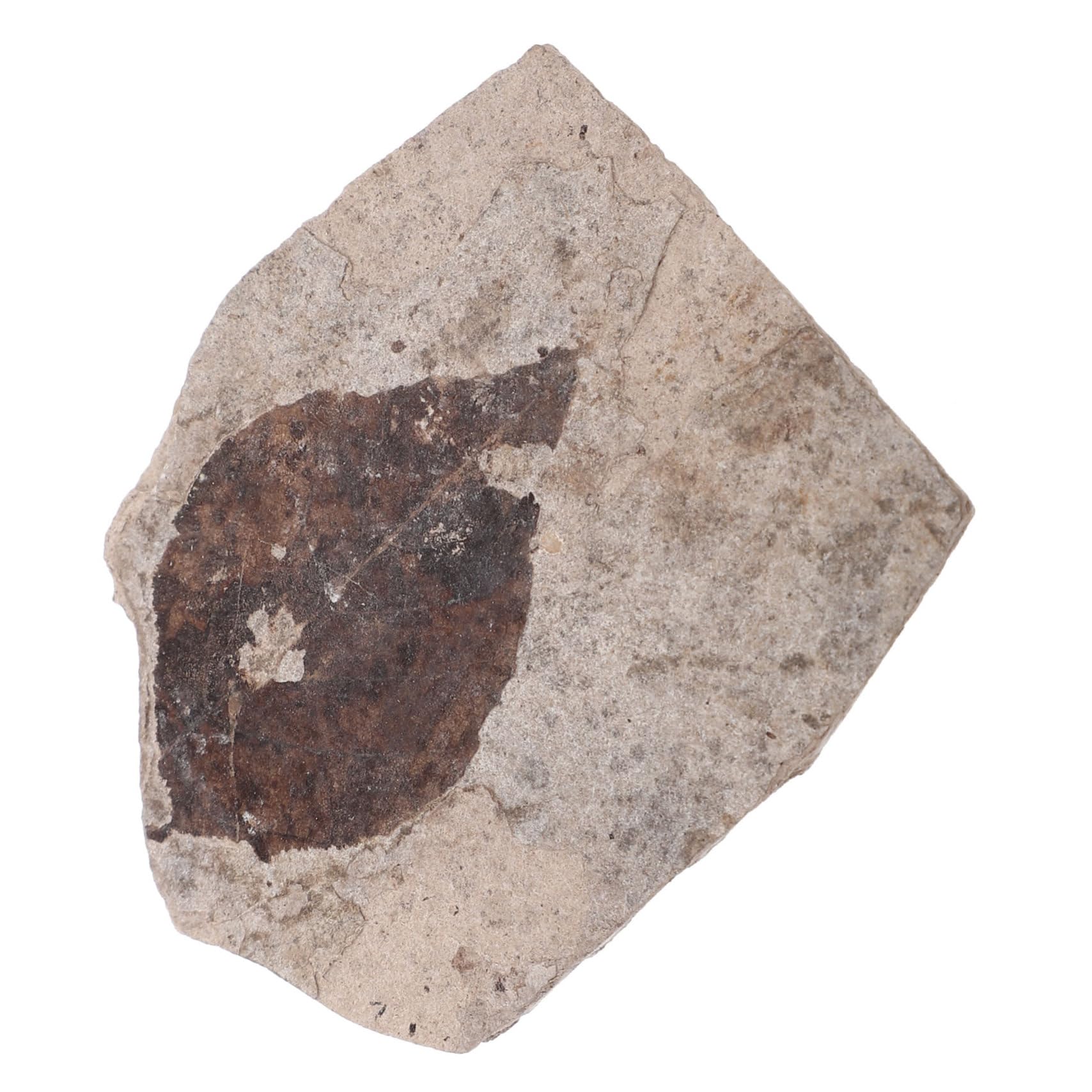 UPKOCH Real Plant Specimen Collection Natural Stone Small Fossilized Leaves Educational Decor for Home School Random Style