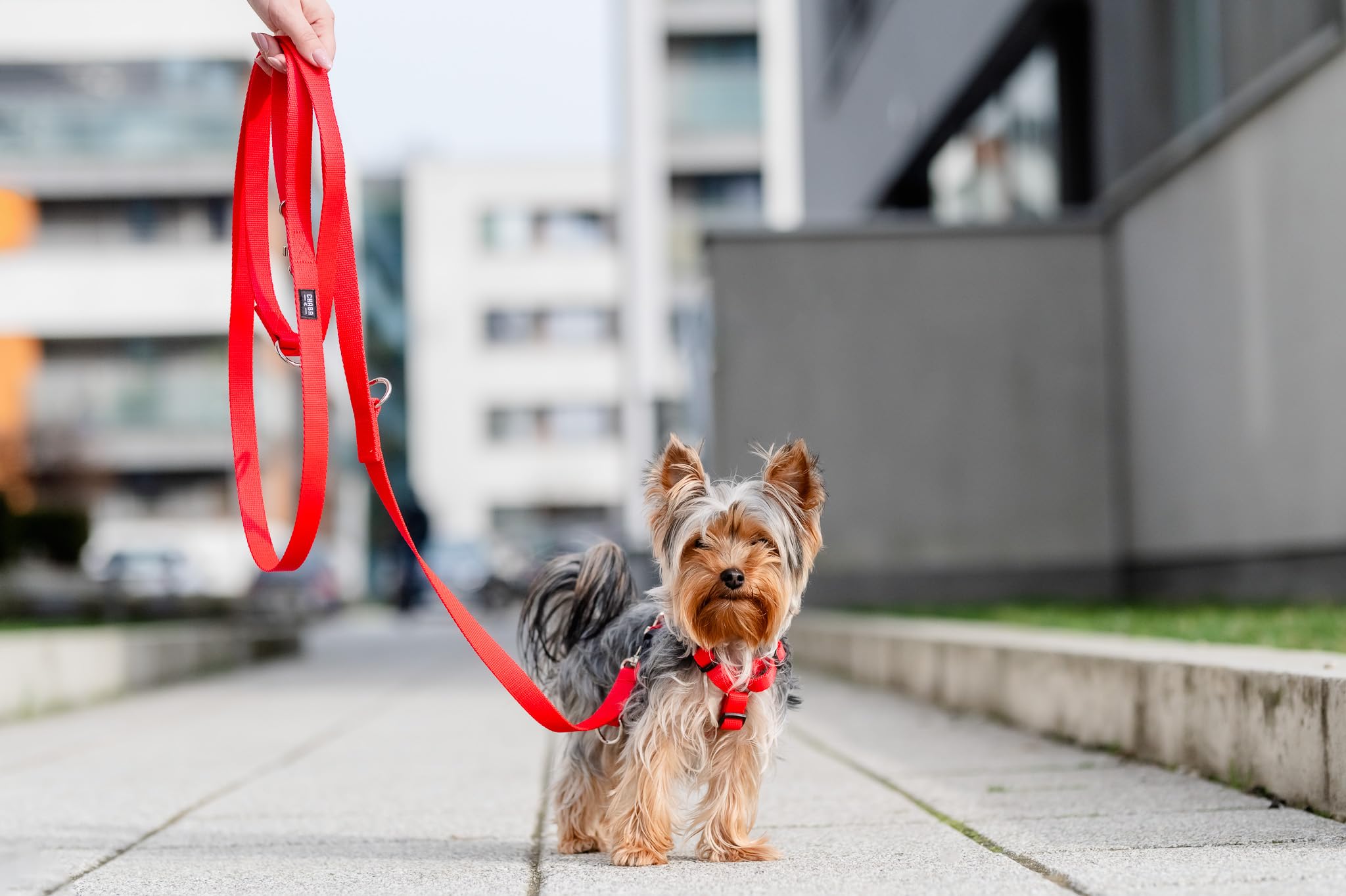 Chaba Guard Hundegeschirr für kleine und mittelgroße Hunde mit Kontrolle, Anti-Zug & Würgen, Verstellbar, Bequem und Leicht, Classic Step-in Brustgeschirr, Dog Harness, Größe M, ROT