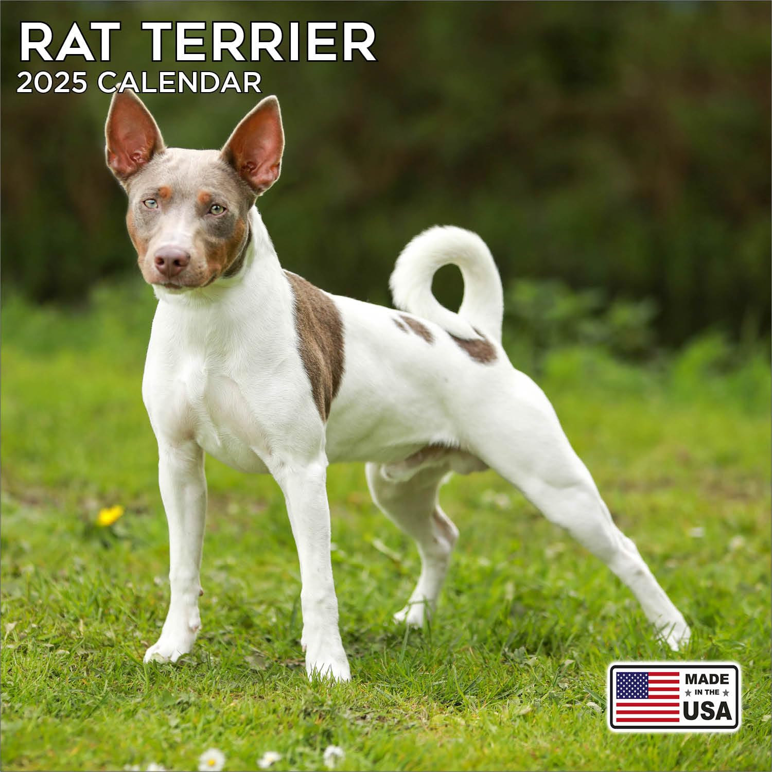 MegaCalendarsRat Terrier Calendar 2024 - Dog Breed Wall Calendar