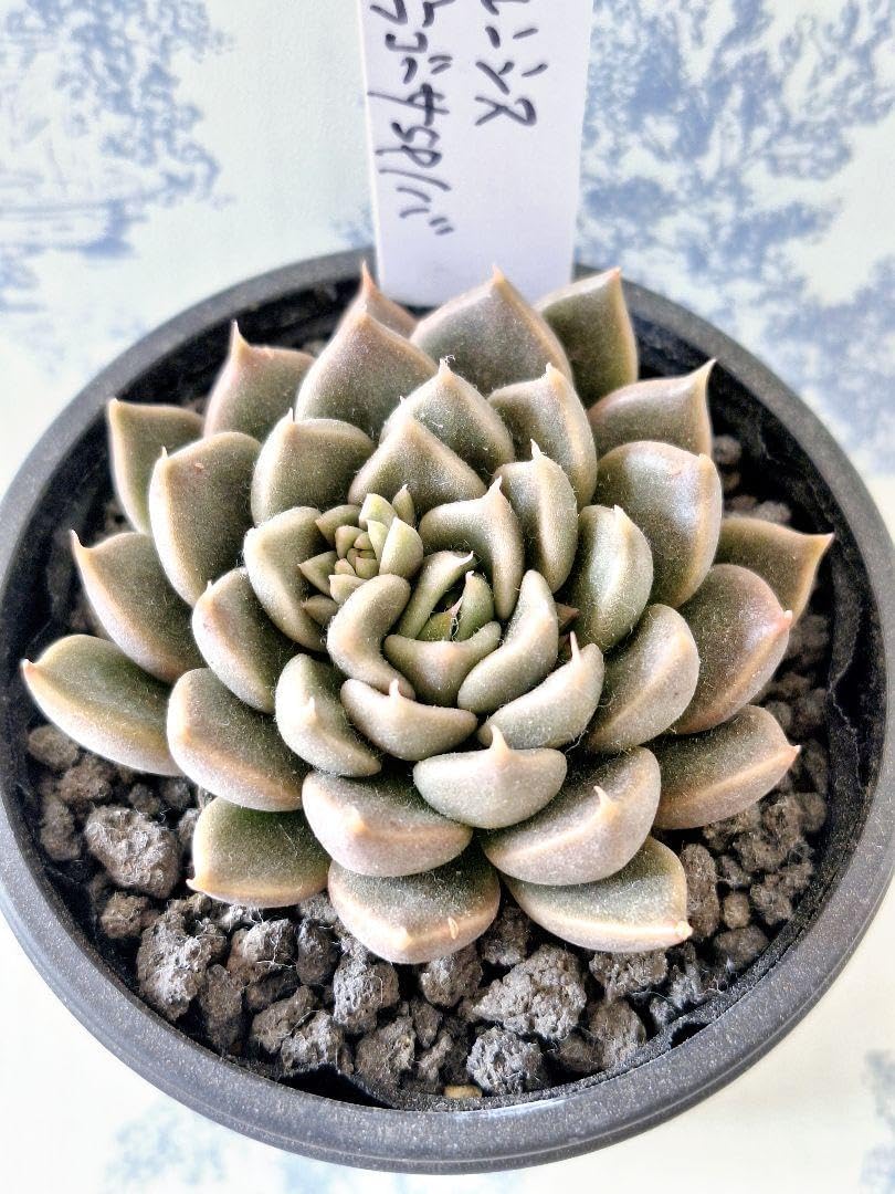 ザラゴーサspノバ×銀天女 3株セット 抜き苗 多頭苗 エケベリ屋✡️