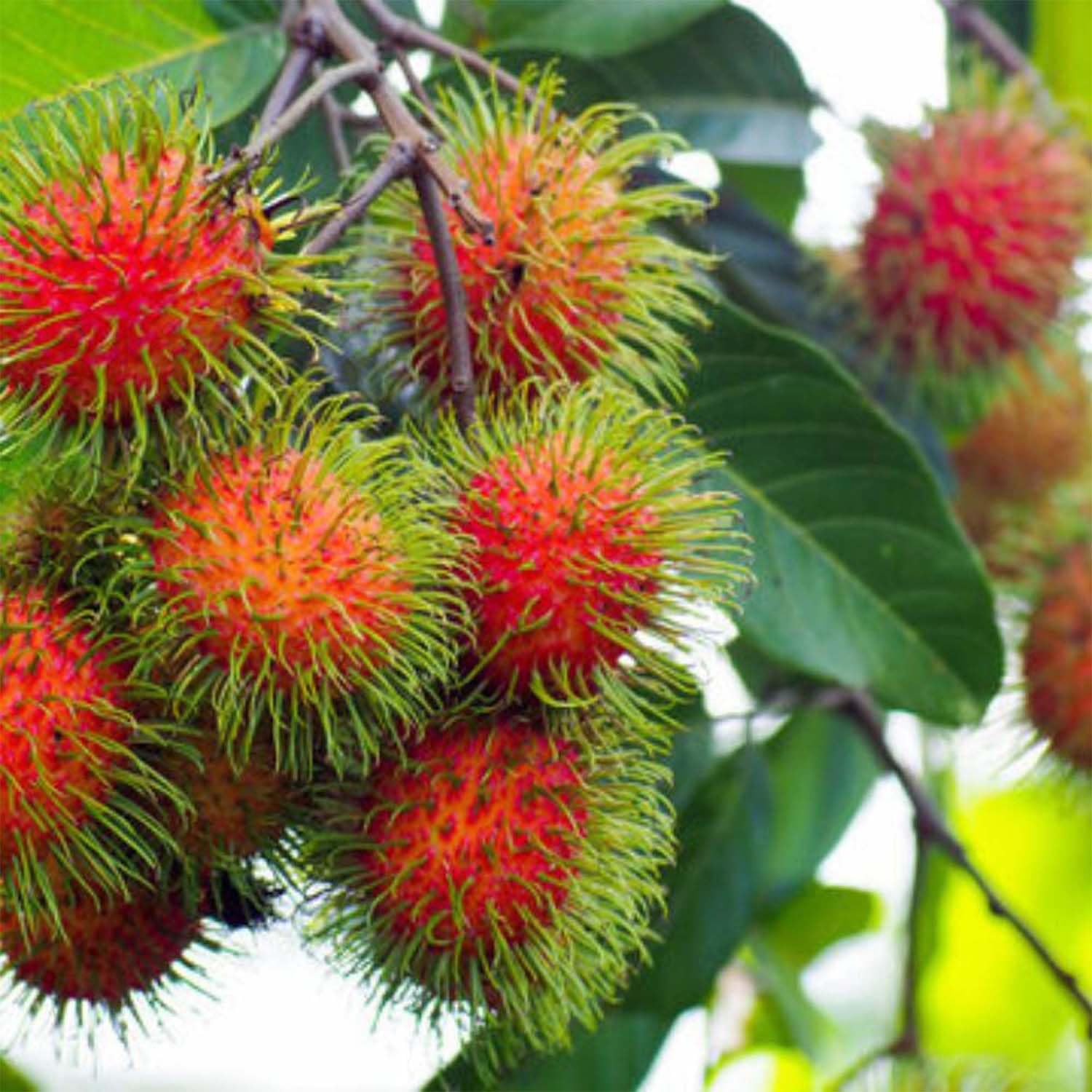 IXORA Rambutan N18 Variety Fruit Grafted Live Plants & Tree(1.5-3 Feet Size) (B0D4YMSC7B) Amazon Price History, Amazon Price Tracker