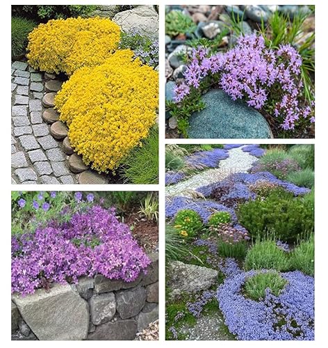 3000+ Mix Creeping Thyme Seeds Ground Cover For Planting , Heirloom Thymus Serpyllum , Ground Cover Plants Easy To Plant And Grow, Non-Gmo Yellow, Pink, Blue #TOP1