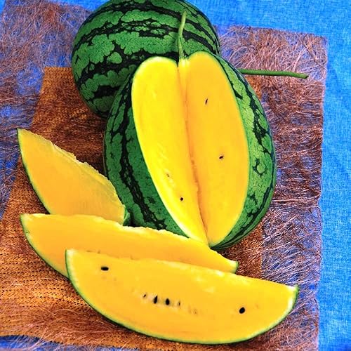 Miniatura 4 de Semillas Muñeca Amarilla Sandía No GMO Heirloom