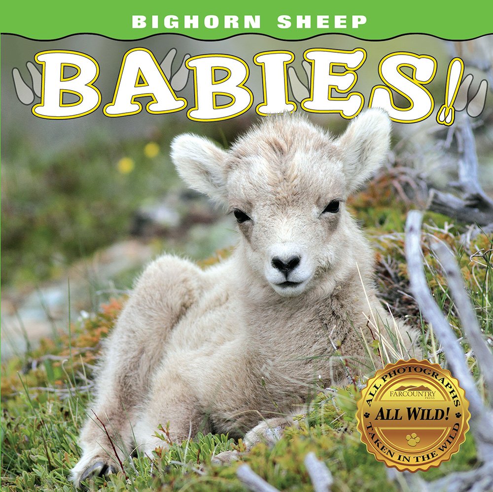 Bighorn Sheep Babies (Babies! (Farcountry Press))