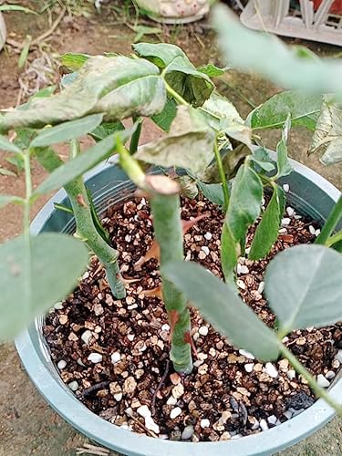 Miniatura 4 de Gránulos orgánicos de vermiculita 20QT para plantas y jardinería