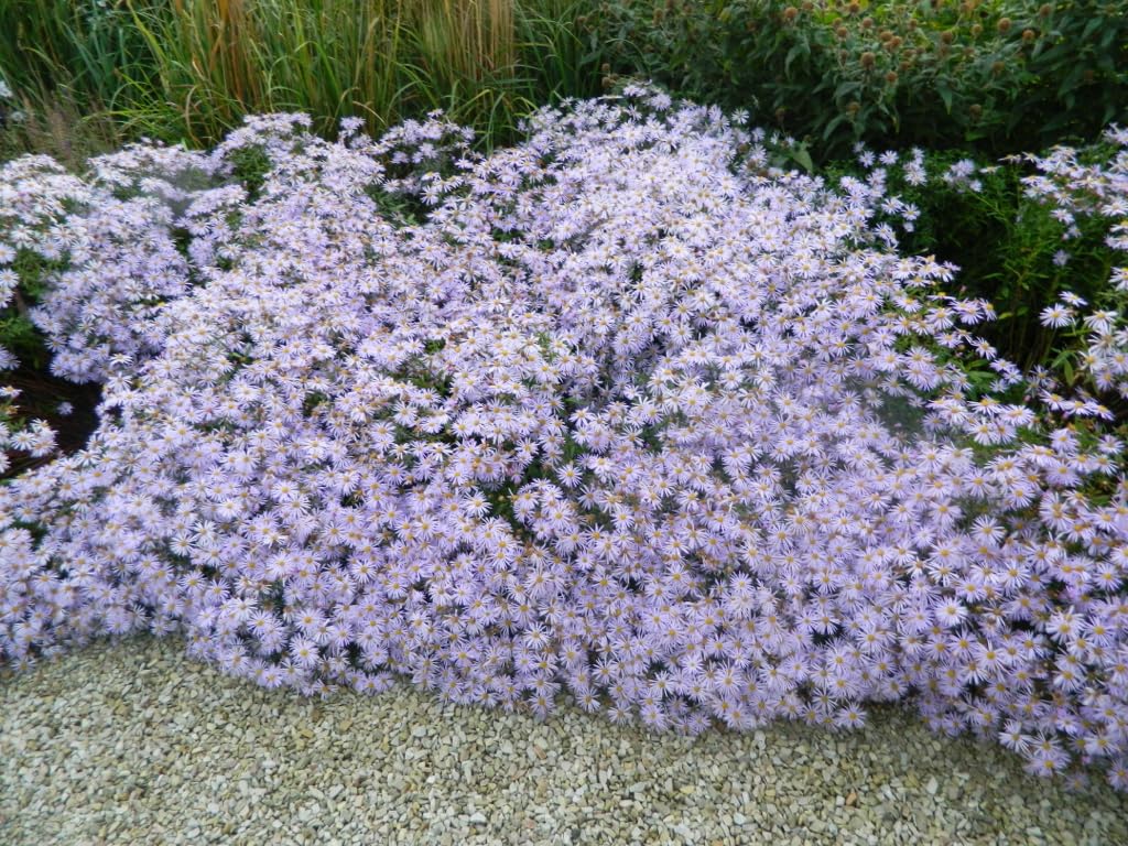 6x Sommerastern - Kalimeris Incisa 'Blue Star' | 9x9 cm pot