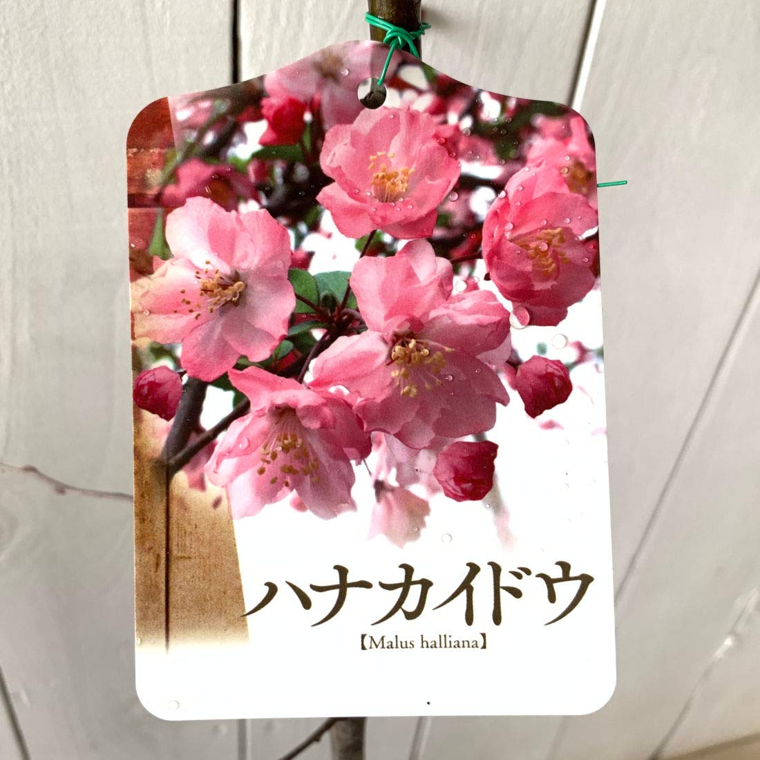 Amazon.co.jp: 花カイドウ 苗木 花かいどう 12cmポット苗 ハナカイドウ