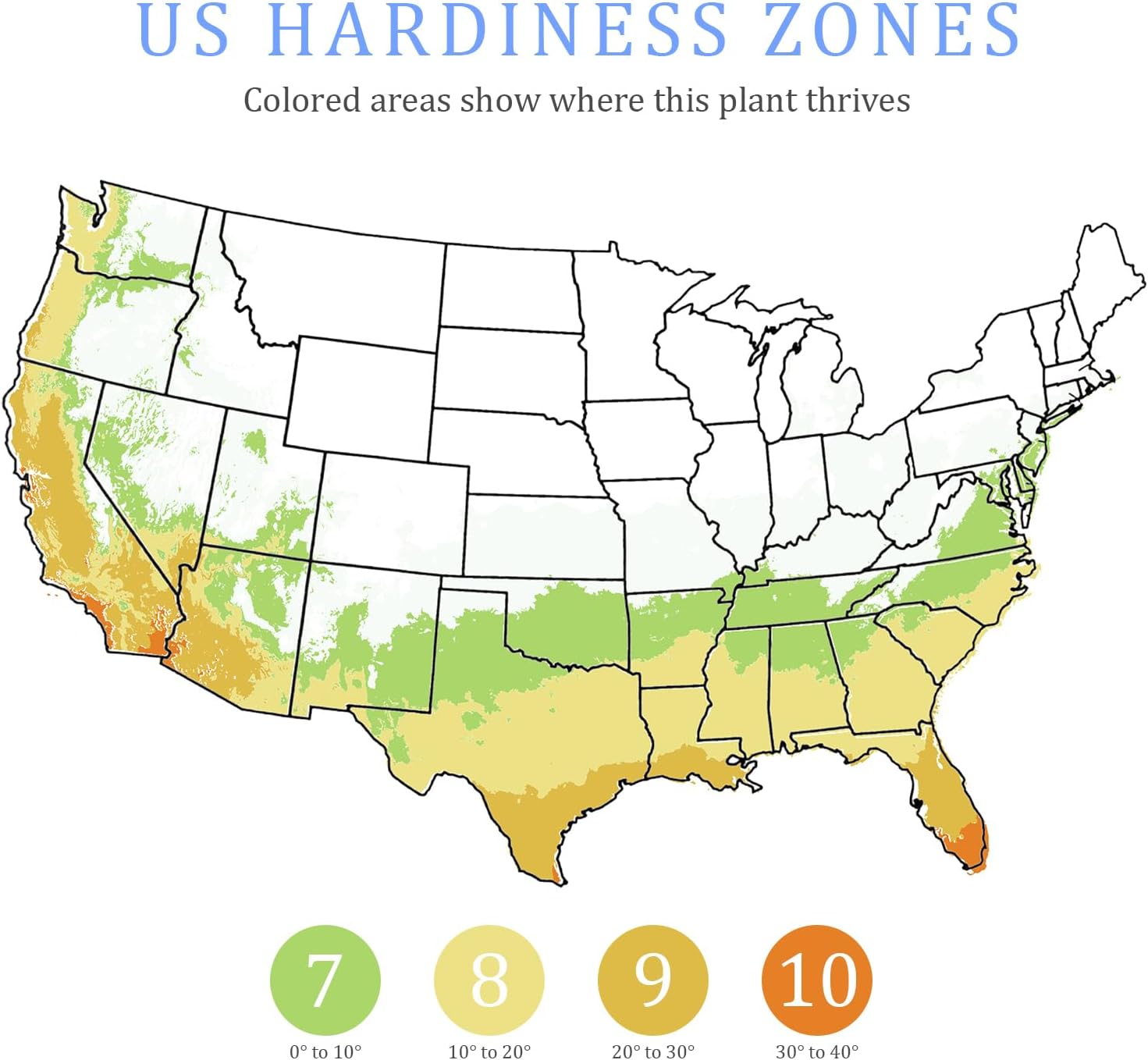 Sunshine Ligustrum Shrub, Bright Yellow Foliage, 3 gal. Grower Pot, 18–24 in. Plant Height – Due to Agricultural Laws, We Cannot Ship to CA, AZ, AK, or HI