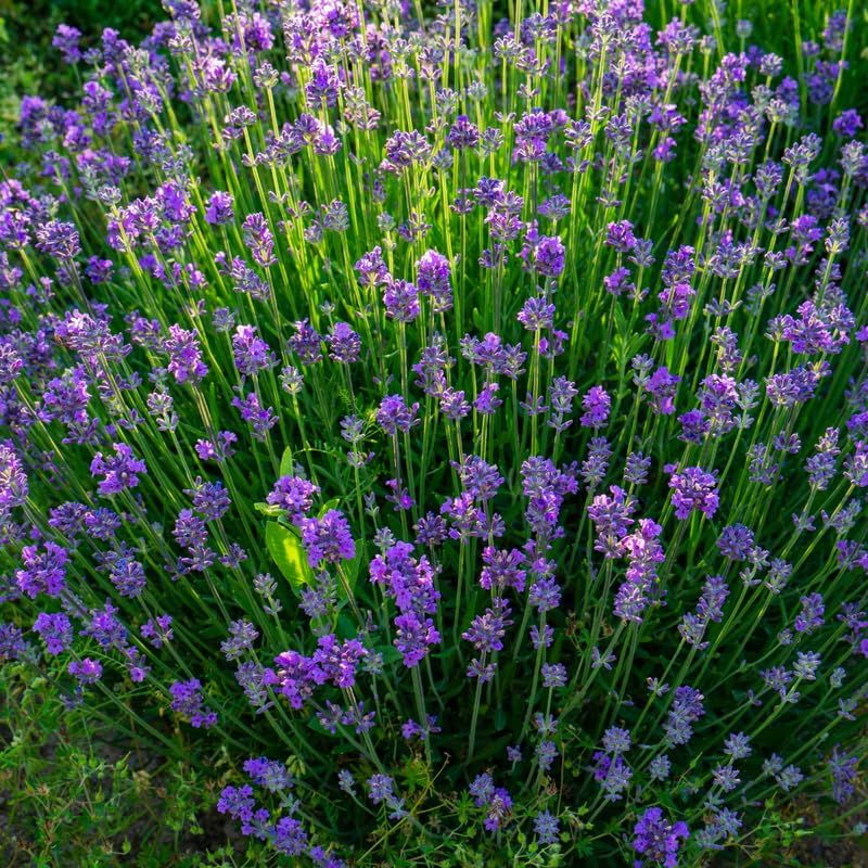 2 Lavender Plants, Live Lavender Flower Plant 2 to 4 Inch, Fragrant Shrub Indoor Outdoor Planting (Light Fragrant Lavender)