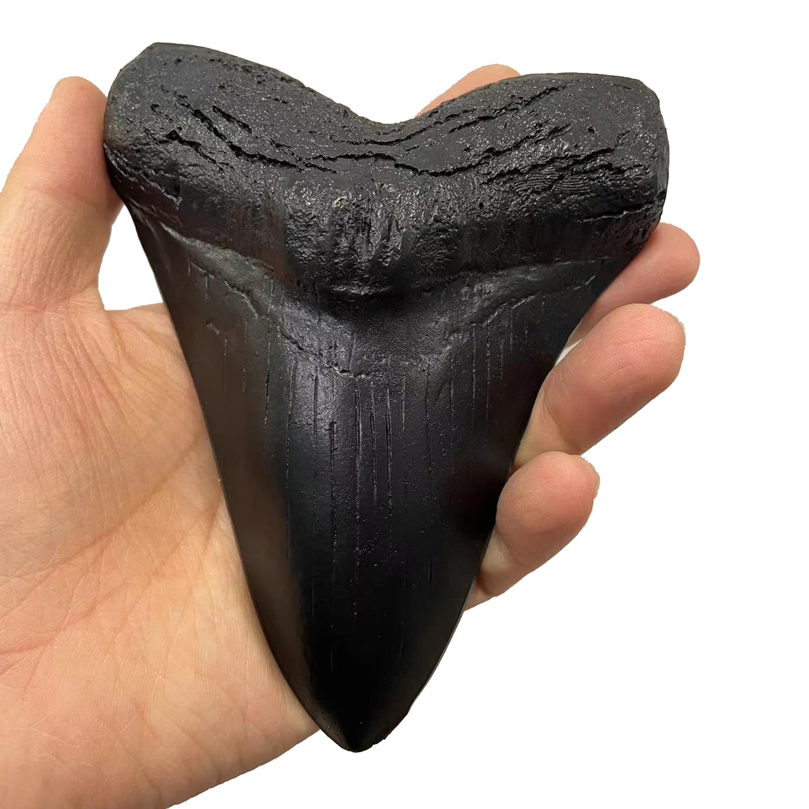 Modelo de Diente de tiburón de Resina Megalodon - Modelo fósil paleontológico - para decoración de Oficina de Adorno de Tienda de Mesa