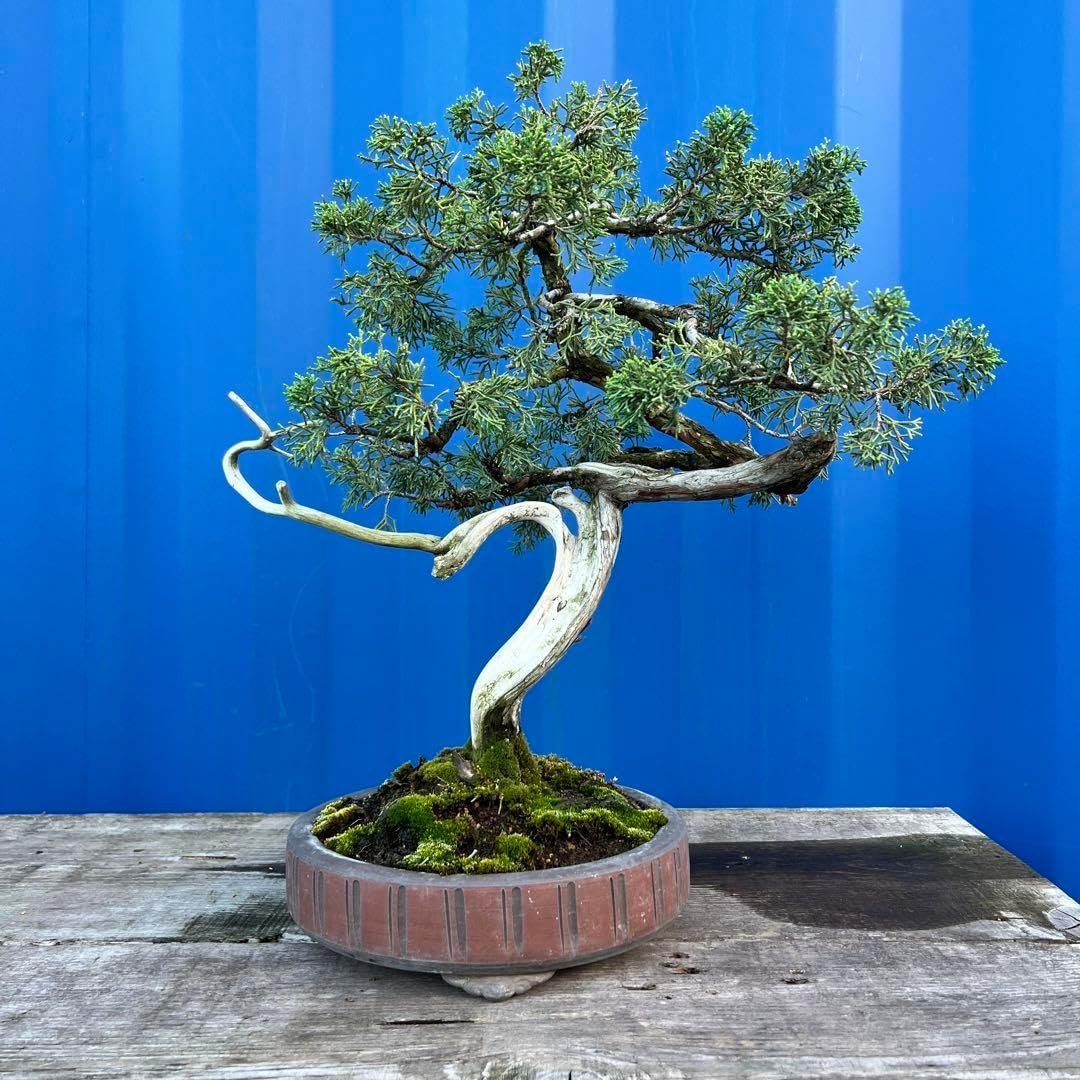 ⭕️盆栽！(山採り・真柏)糸魚川葉性・懸崖・シンパク《シャリジン捻転