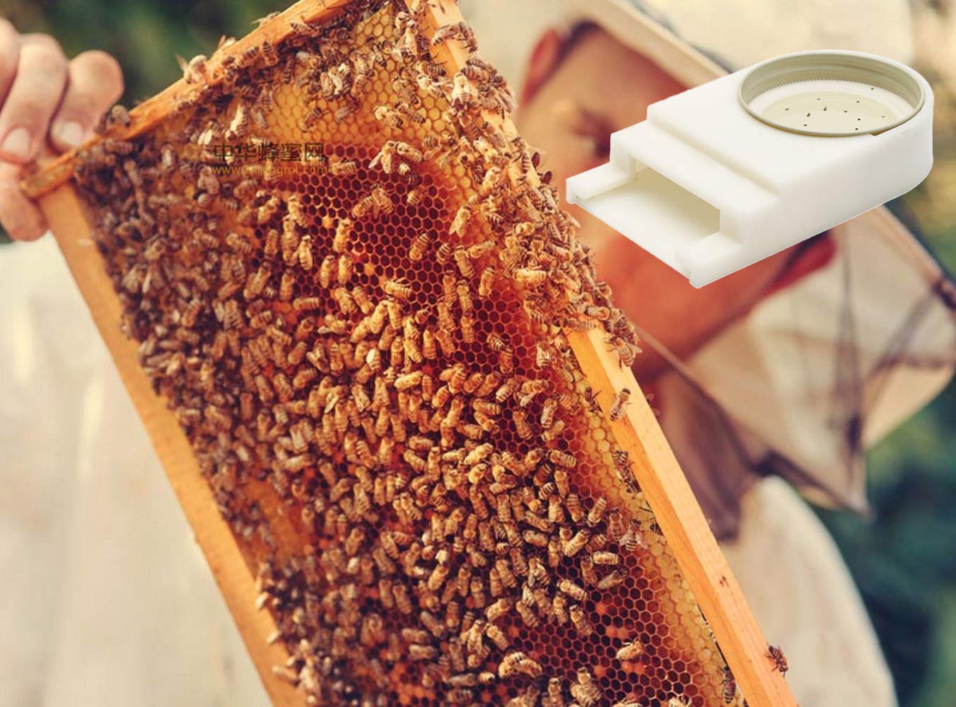 Bee Hive Entrance Feeder - Includes Lids, Fits Most Small Mouth Canning Feeder and Waterer (2 Pack) - Image 7