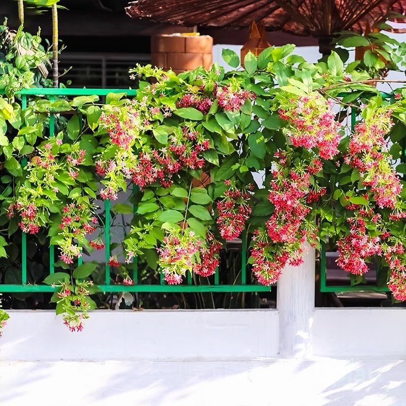 Image of Live Madhumalti Plant (Rangoon Creeper) Pack of 1 | Fragrant Flowering Climber Vine for Home Garden, Balcony & Terrace | Outdoor Decorative Creeper Plant