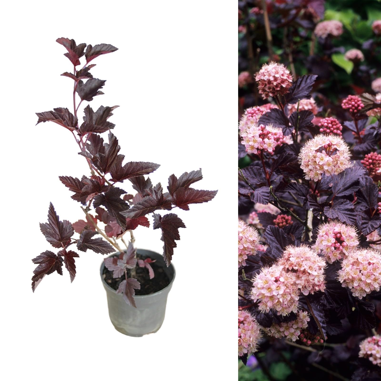 Physocarpus 'Lady in Red' Fast Growing Shrub in a 9cm Pot