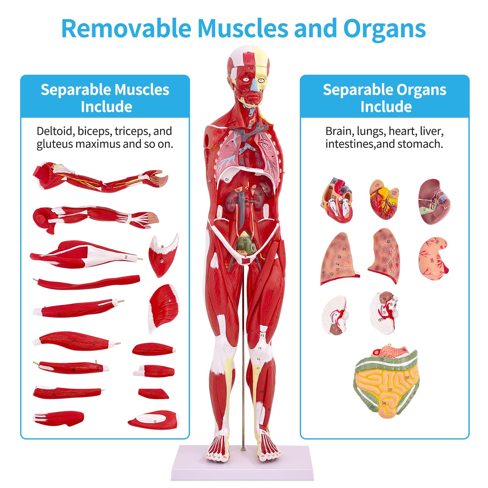 Modello di Figura Muscolare Umana Anatomica da 80 cm, Modello Anatomico Corpo Umano Con Organo Rimovibile, 27 Pezzi, Modello Muscolare Per Fisiologia Medica, Studio e Insegnamento
