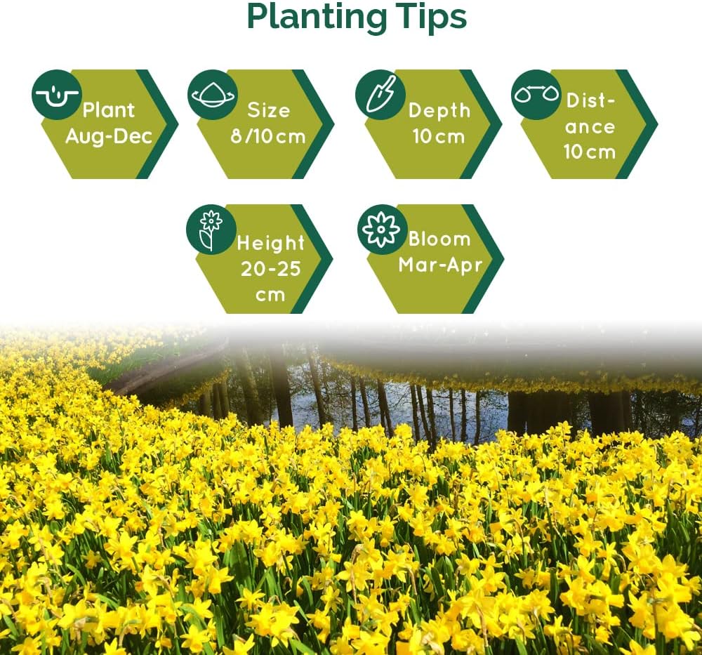 10 Dwarf Daffodil Garden Opera Bulbs RHS Award of Garden Merit Star Shaped Attractive