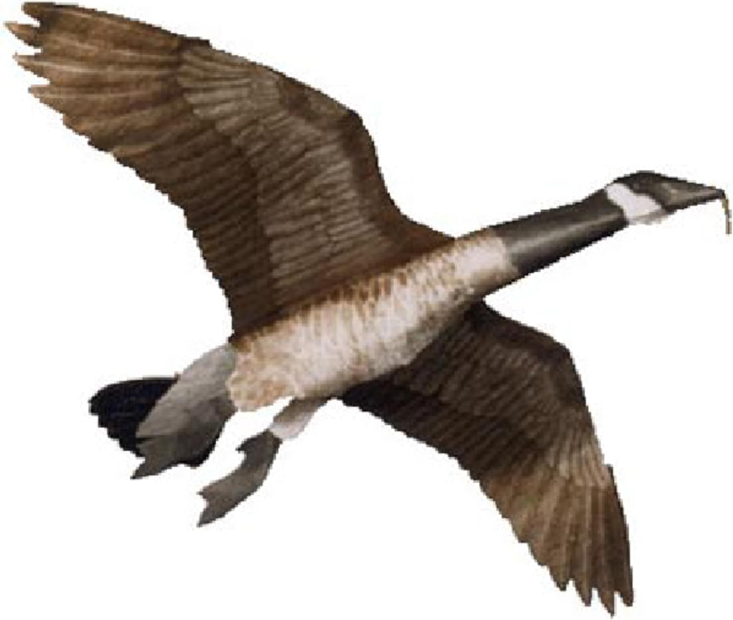 Canada Goose Flying Goose Decoy