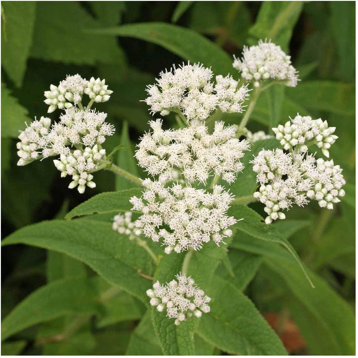 Everwilde Farms - 1 Oz Boneset Native Wildflower Seeds - Gold Vault