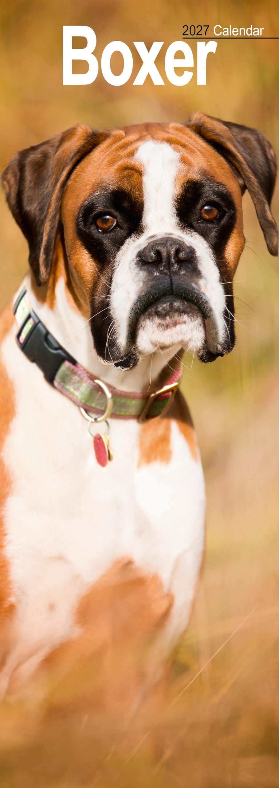 Boxer Slim 2027 Calendar | Slimline Wall Calendar | Dog Breed Gift | Plastic Free Packaging | by Avonside Publishing