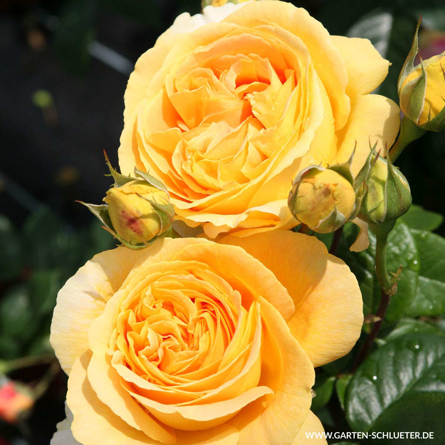 Edelrose Candlelight in goldgelb - Duftrose winterhart - Rosen-Blüte in goldgelb - Rose stark duftend im 5 Liter Container von Garten Schlüter - Pflanzen in Top Qualität